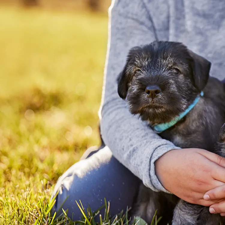 A human kneeling in a field with their arms around three puppies.